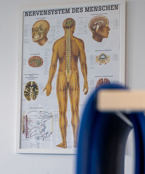 Anatomisches Poster des menschlichen Nervensystems mit Beschriftungen und Detailabbildungen.